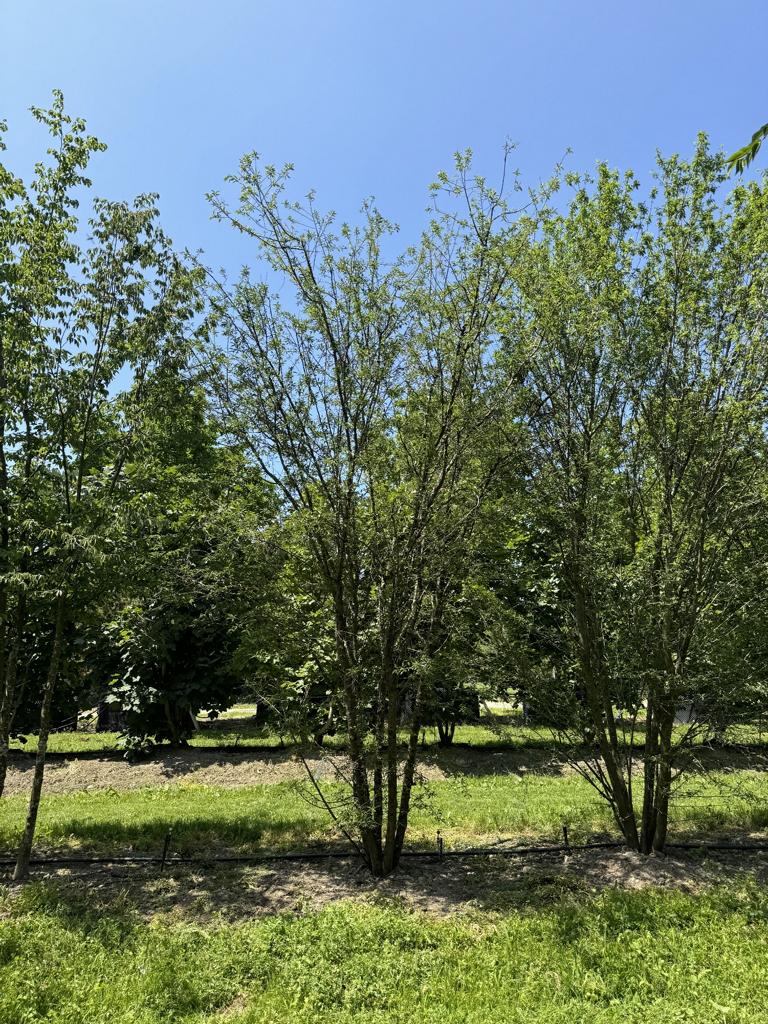 Prunus cerasifera