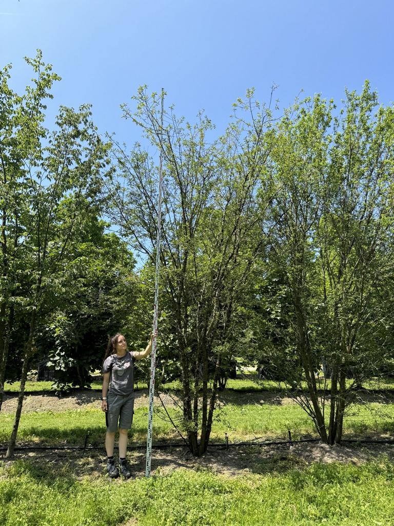 Prunus cerasifera