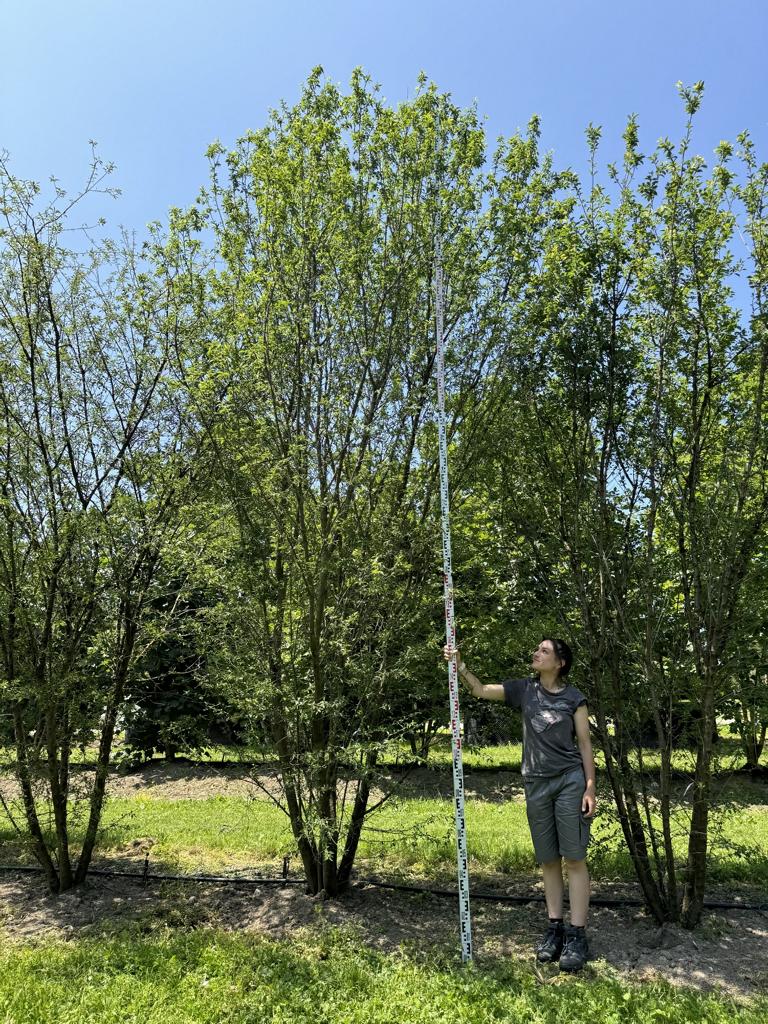 Prunus cerasifera