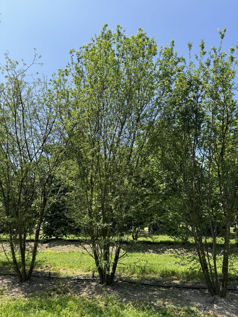 Prunus cerasifera