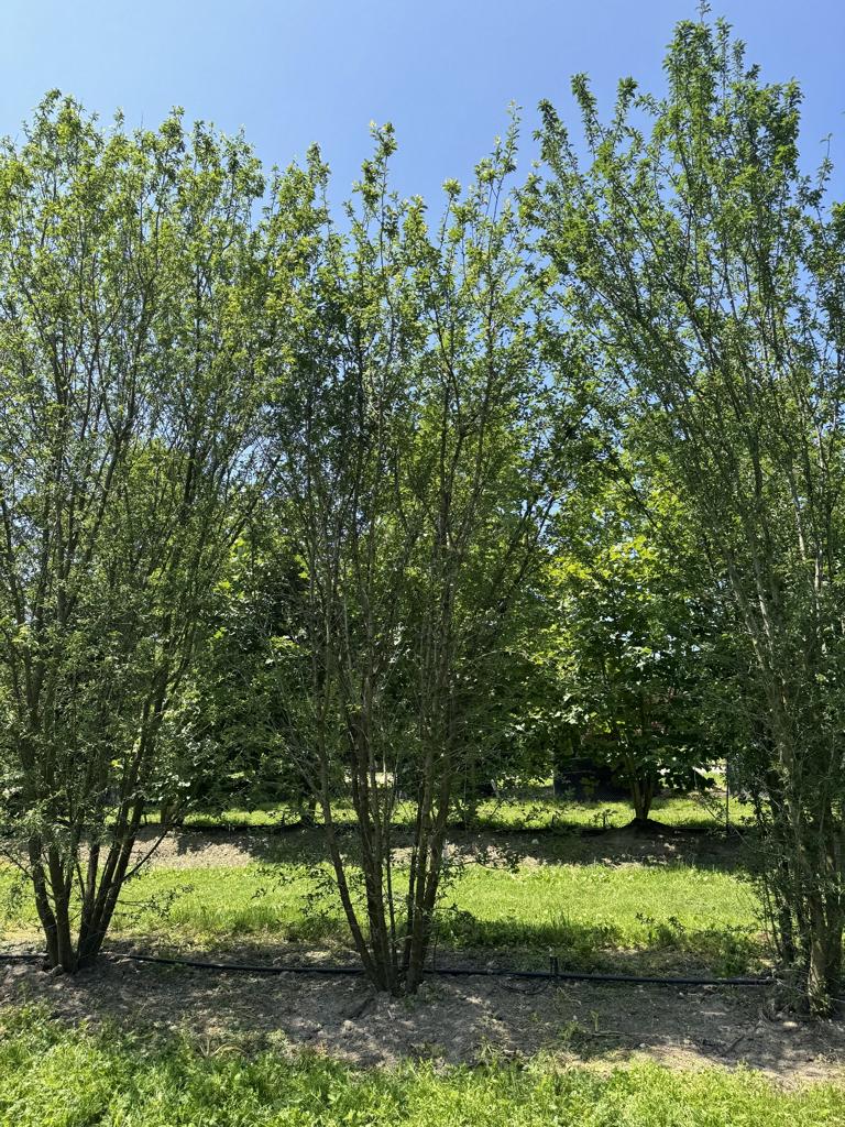 Prunus cerasifera