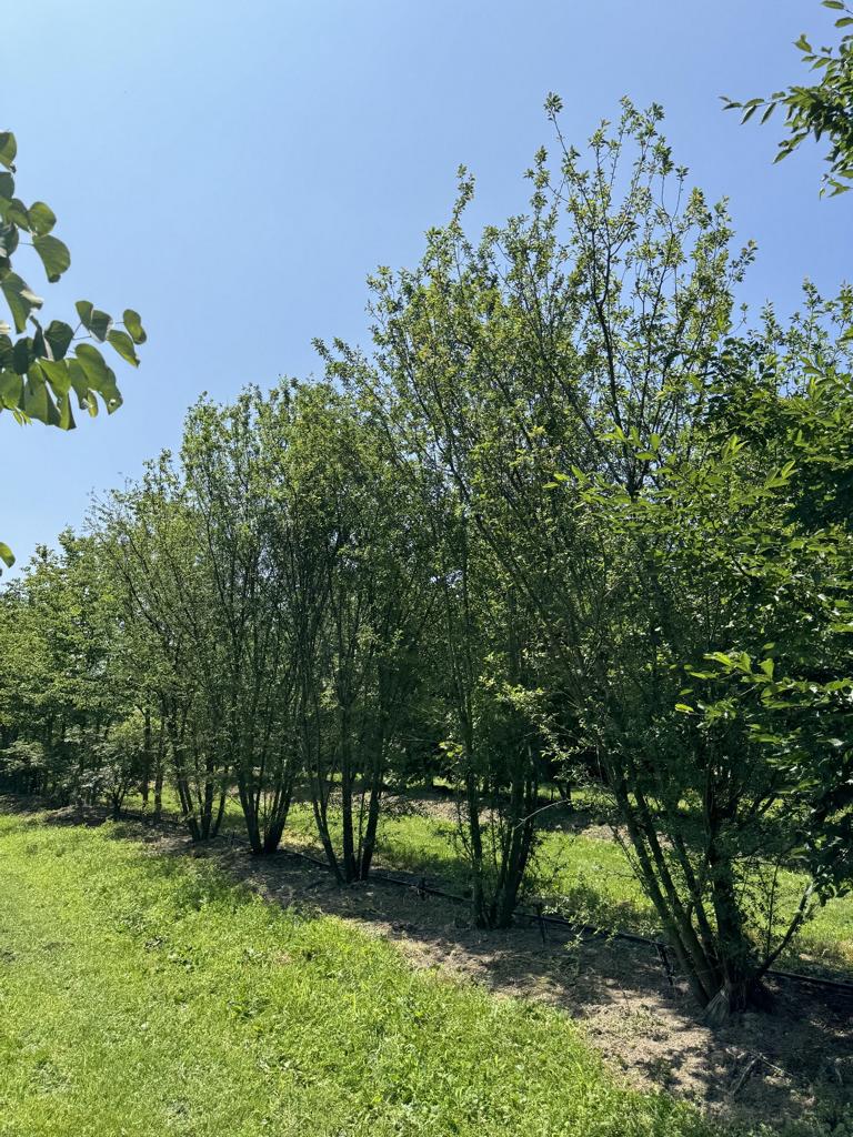 Prunus cerasifera