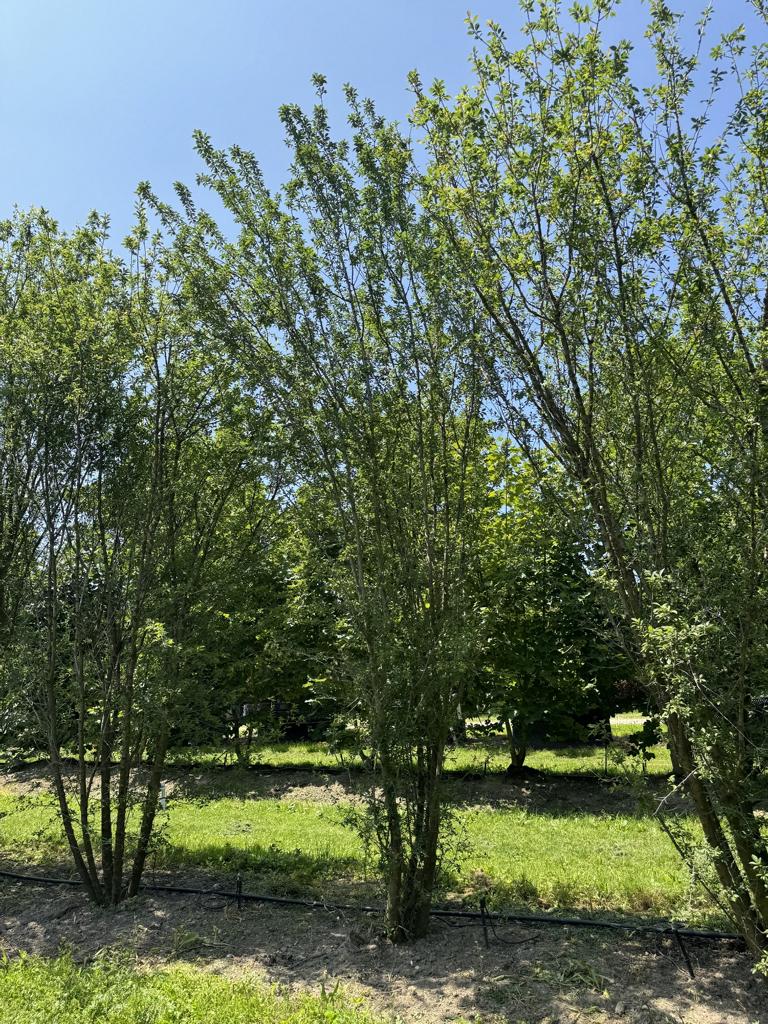 Prunus cerasifera