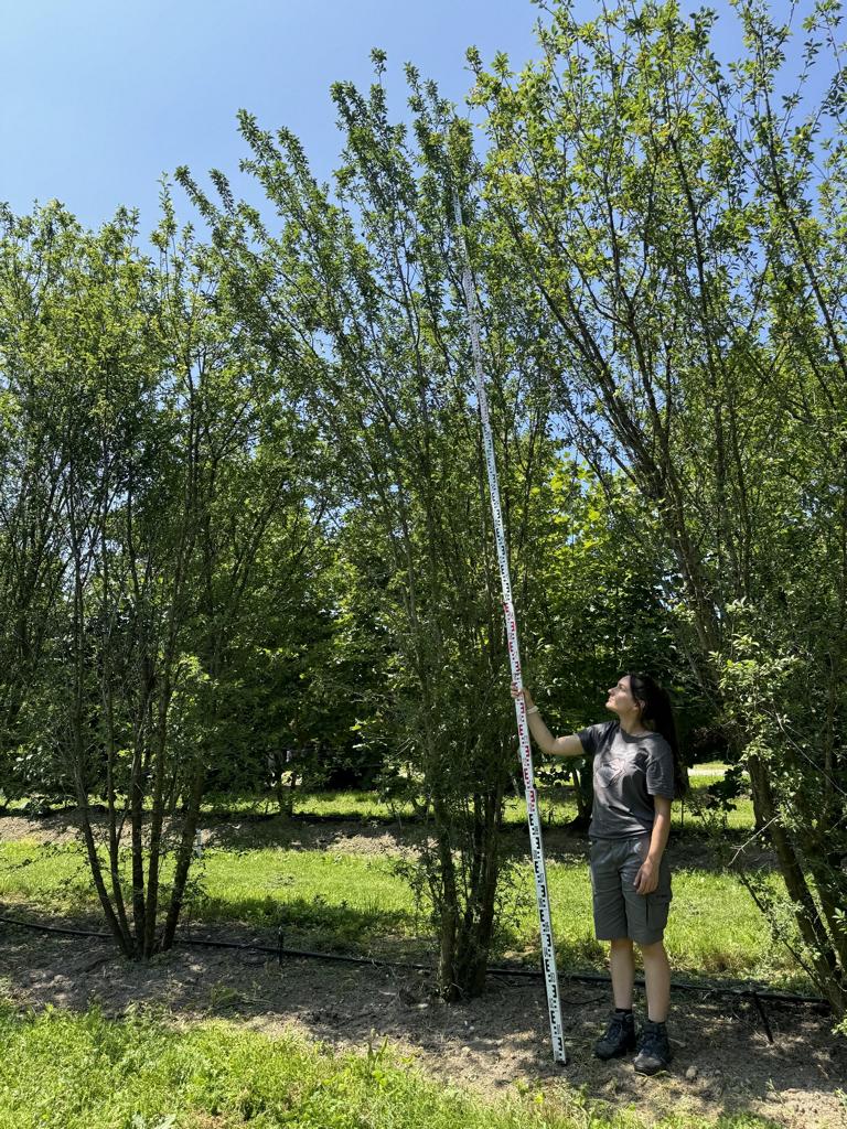Prunus cerasifera