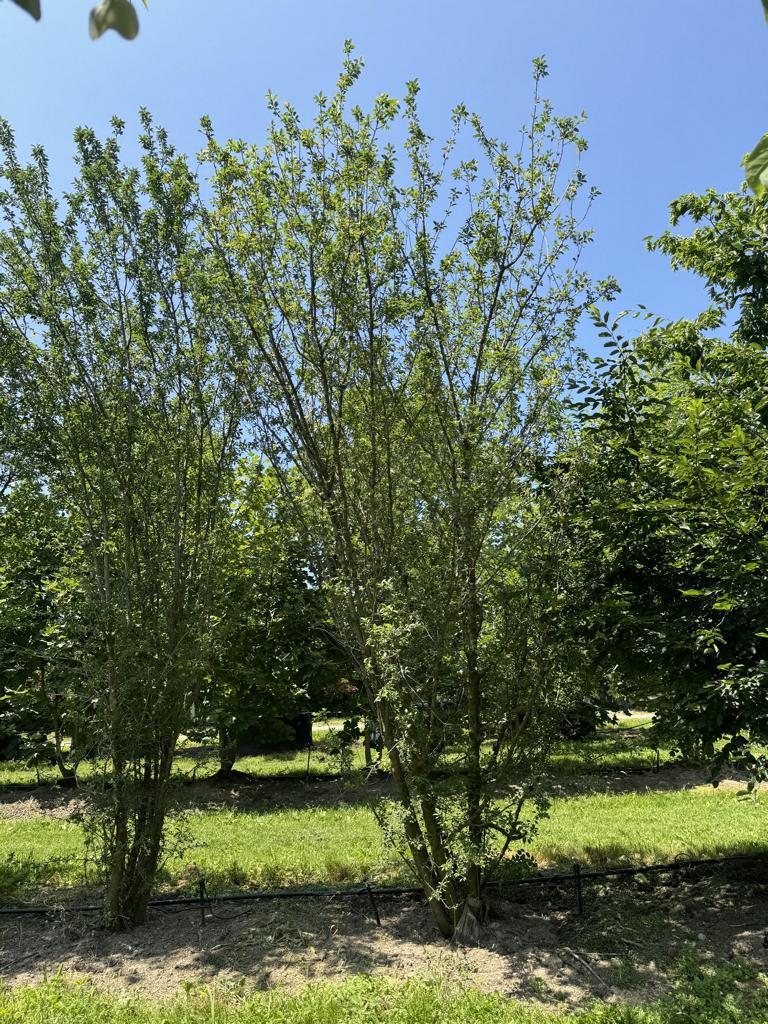 Prunus cerasifera