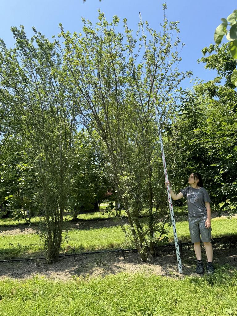 Prunus cerasifera