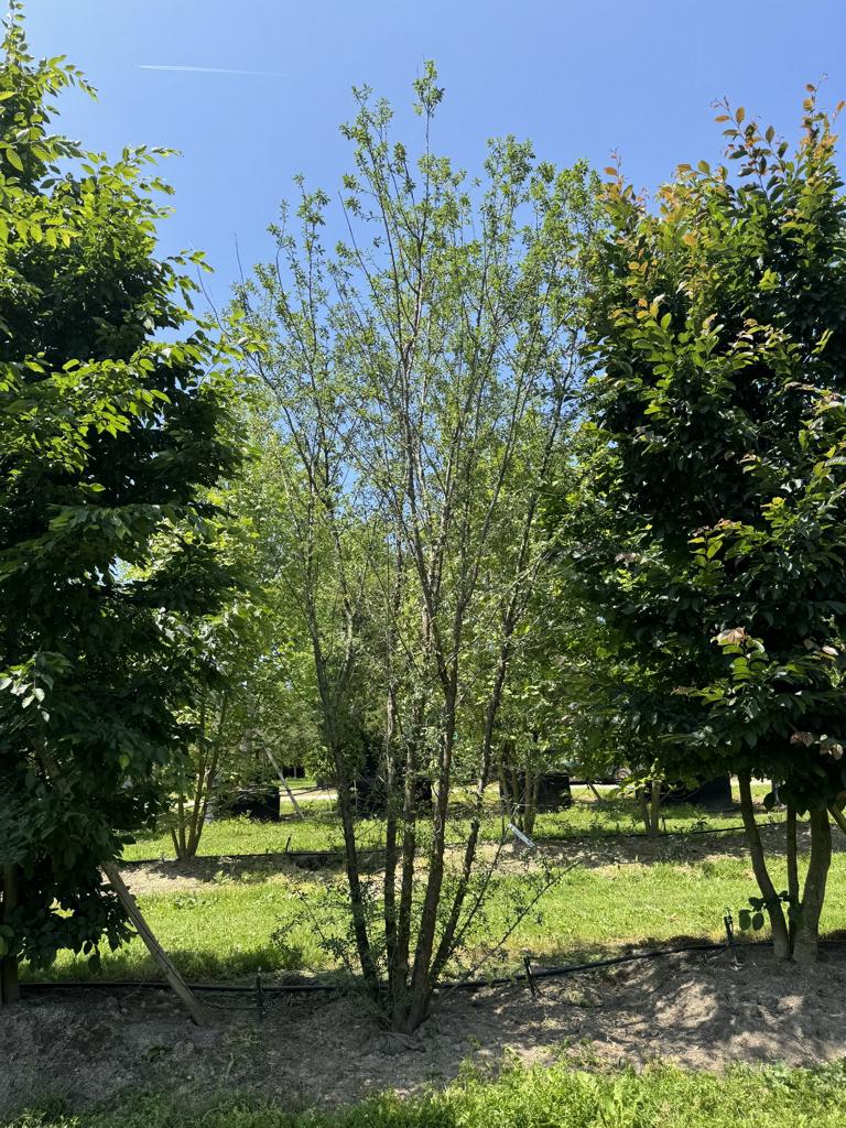 Prunus cerasifera