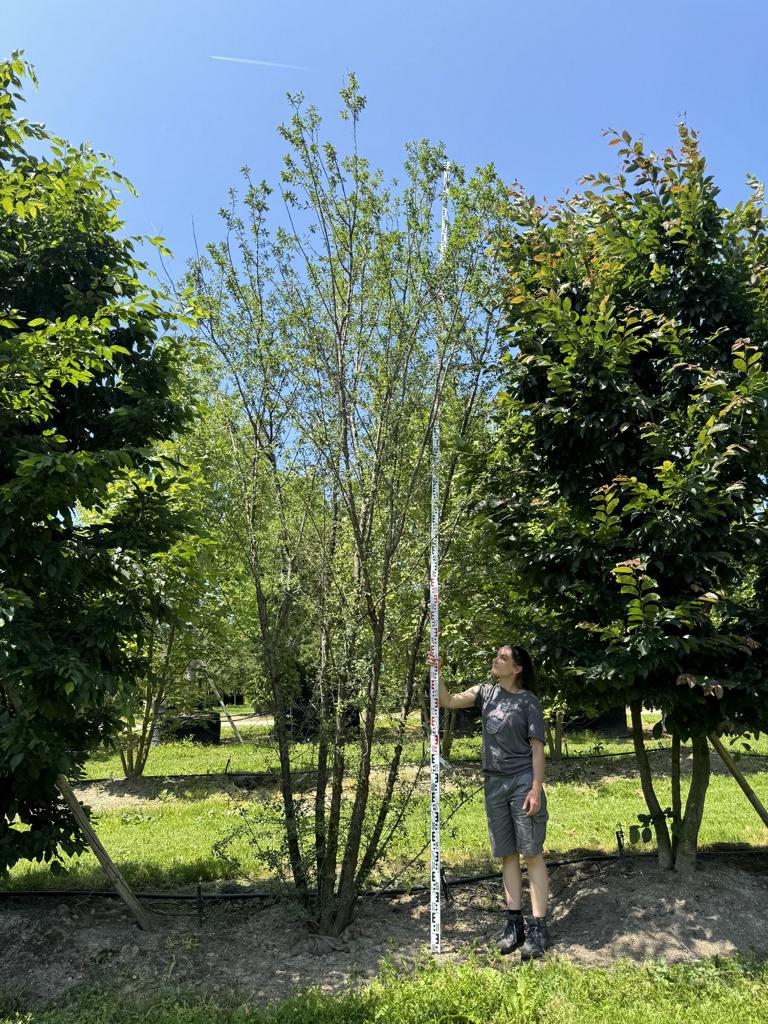 Prunus cerasifera