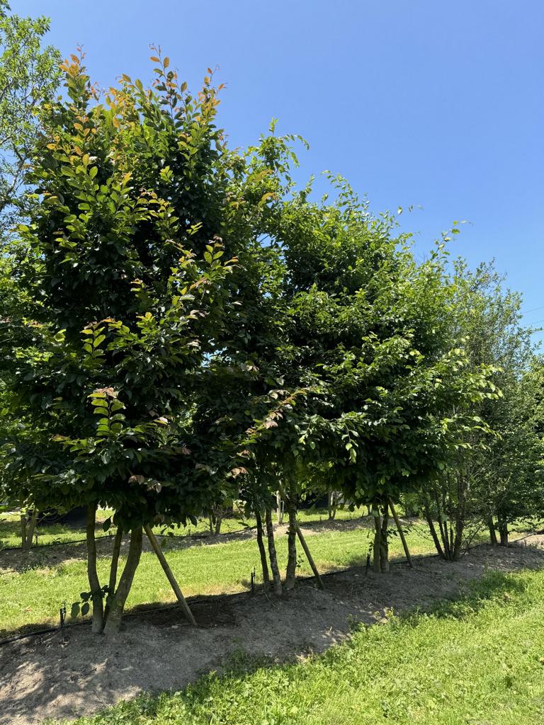 Carpinus betulus