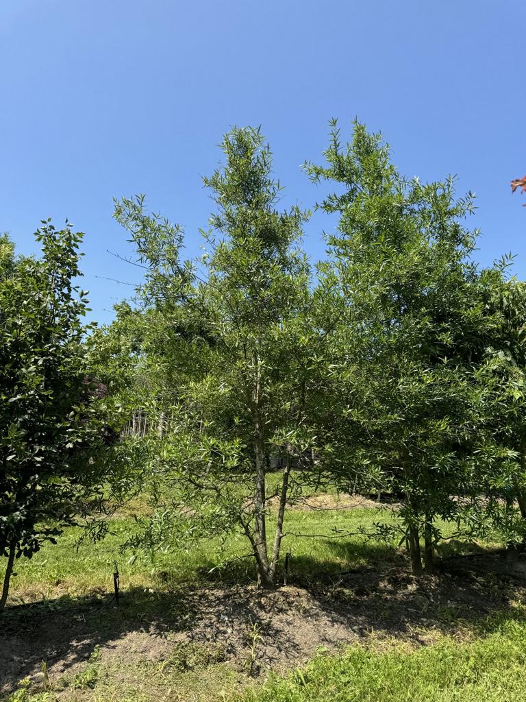 Carpinus betulus