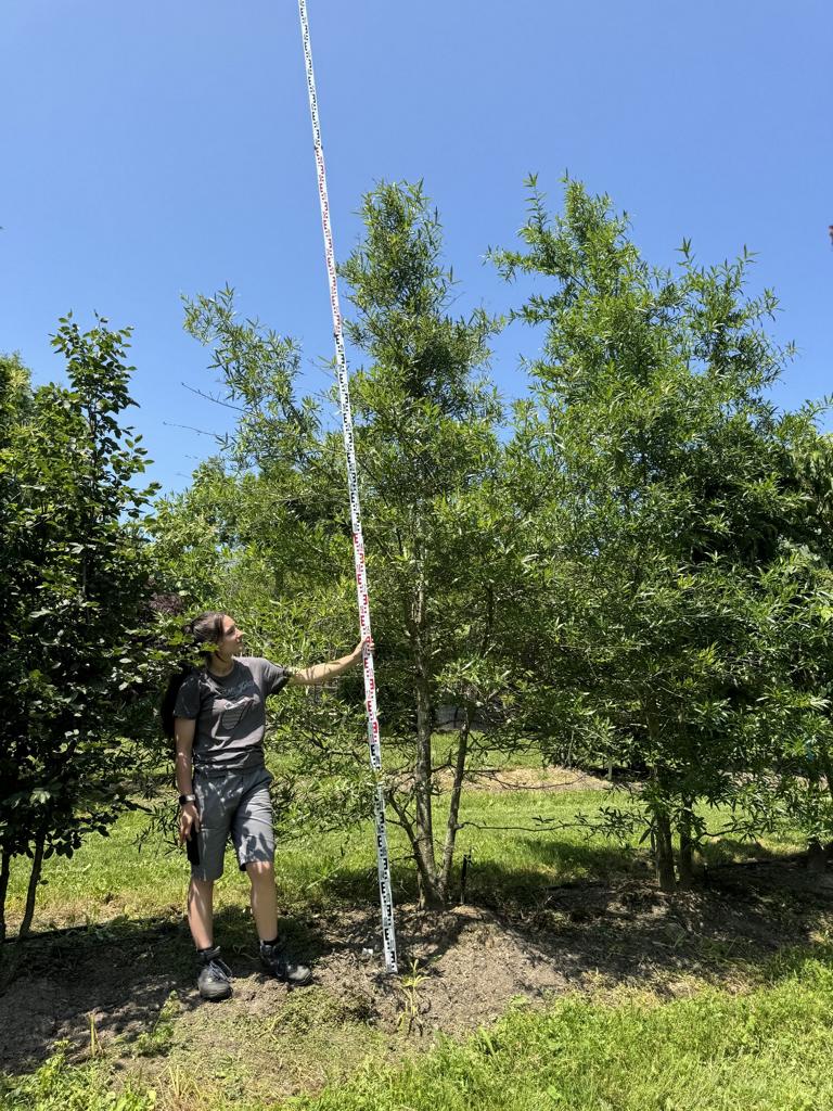 Carpinus betulus