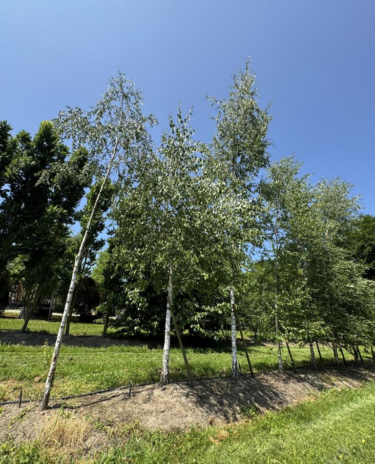 Betula pendula