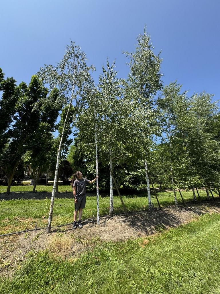 Betula pendula