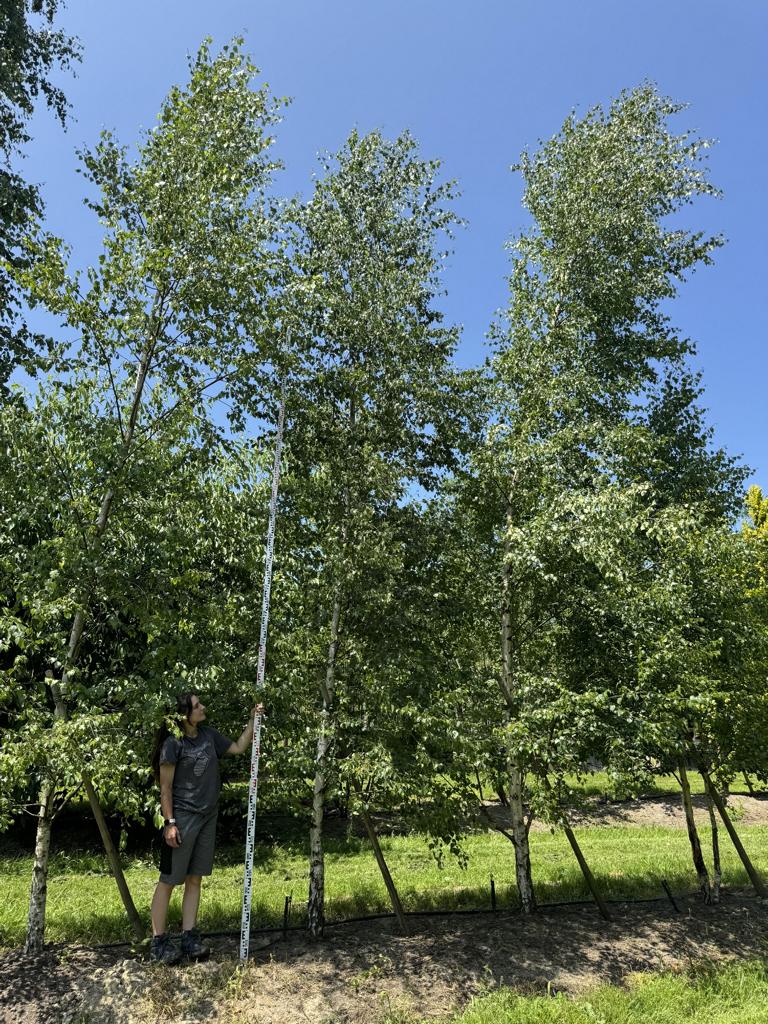 Betula pendula