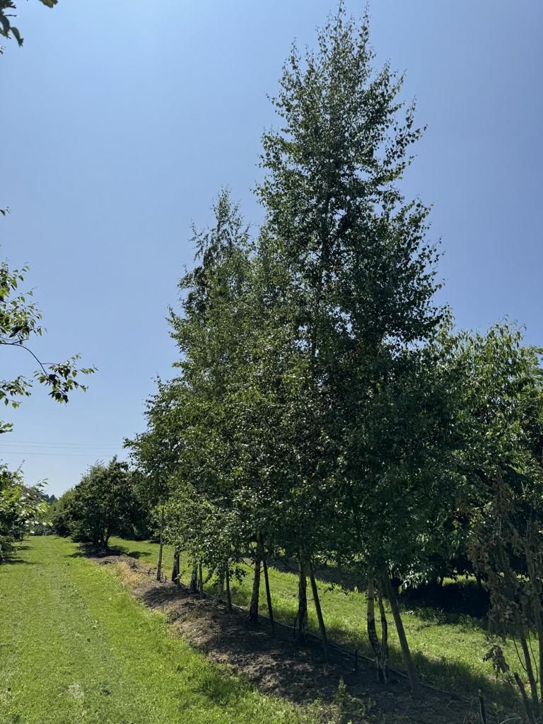 Betula pendula