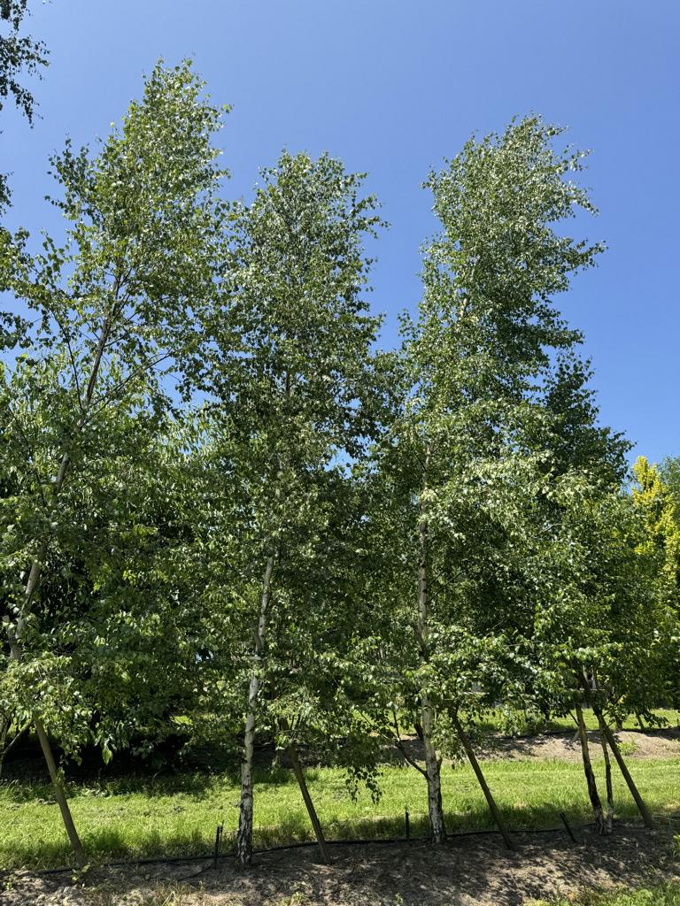 Betula pendula