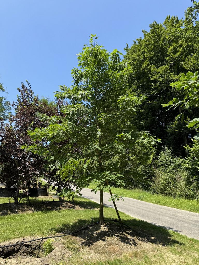 Quercus rubra