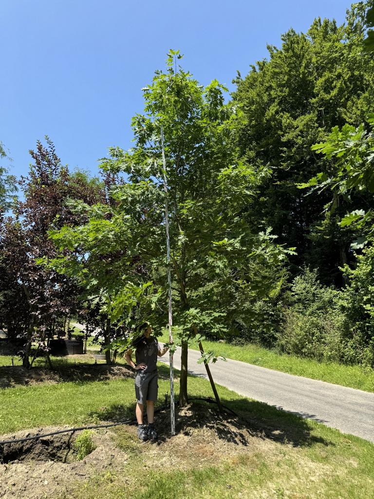 Quercus rubra