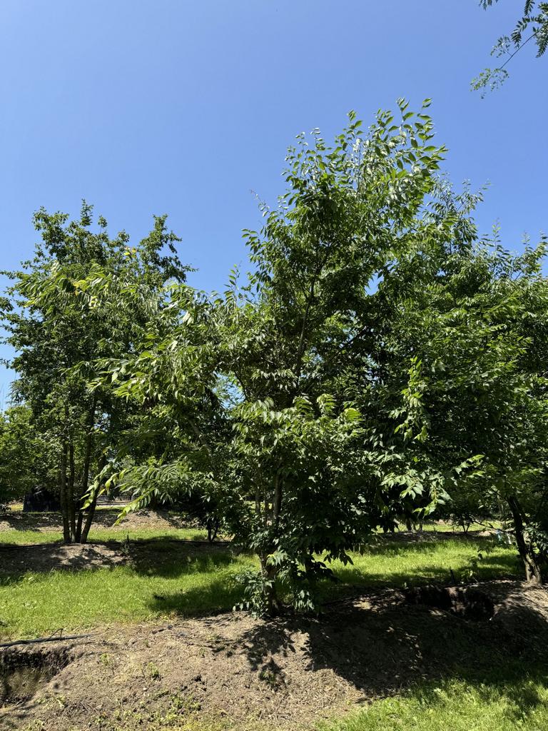 Zelkova serrata