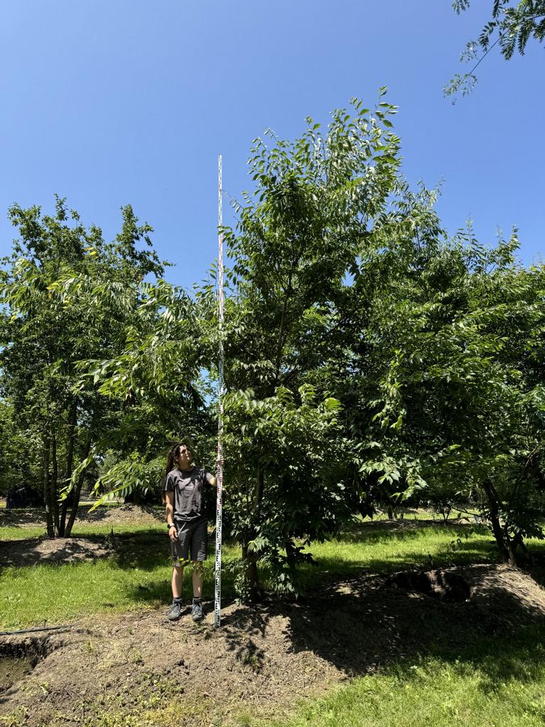 Zelkova serrata