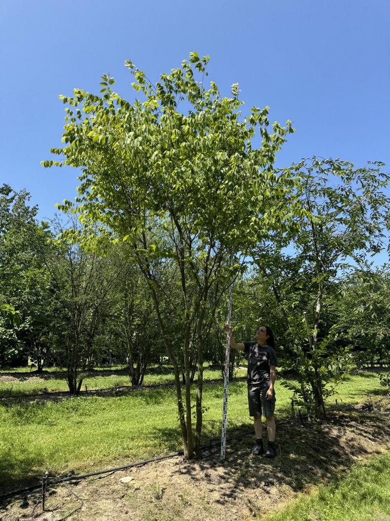Zelkova serrata Schirmform