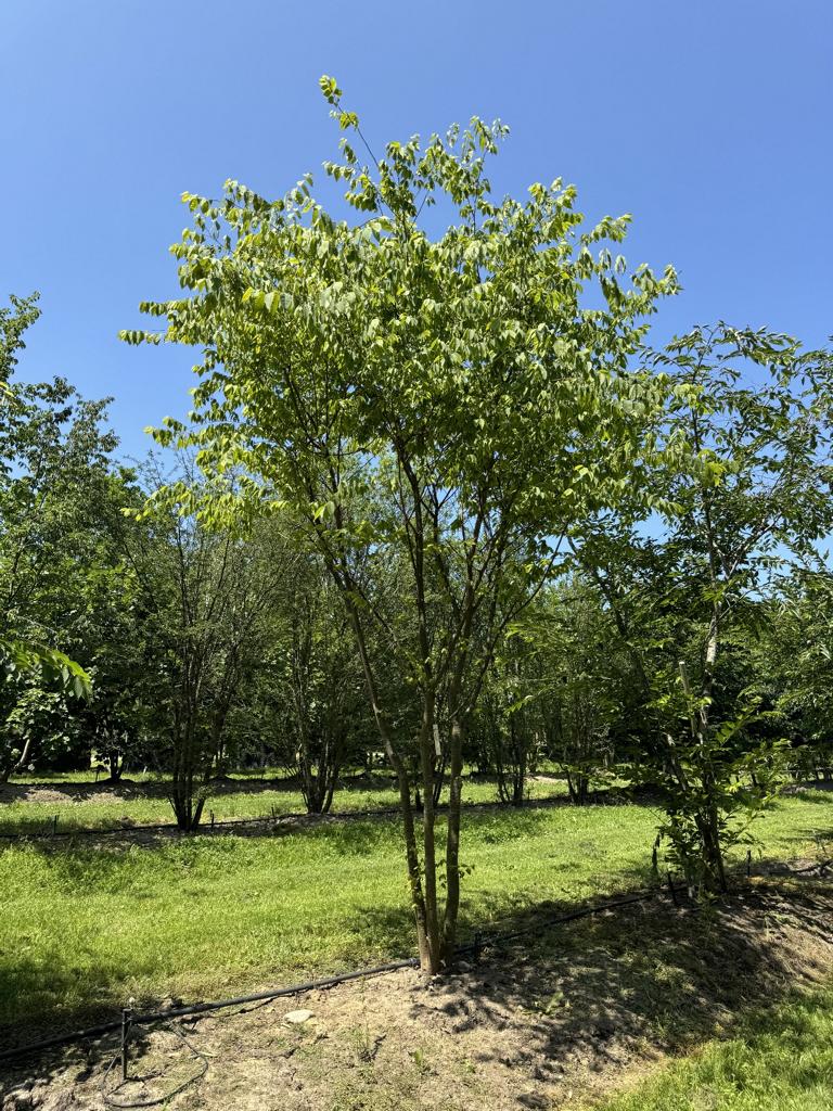 Zelkova serrata Schirmform