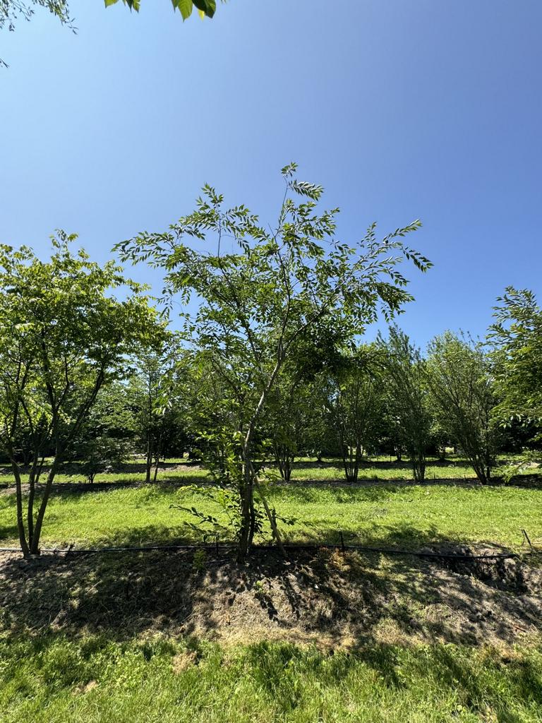 Prunus 'Accolade'