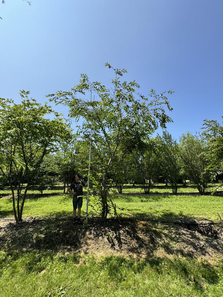 Prunus 'Accolade'