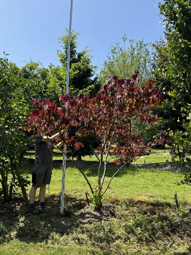 Cercis canadensis 'Forest Pansy'