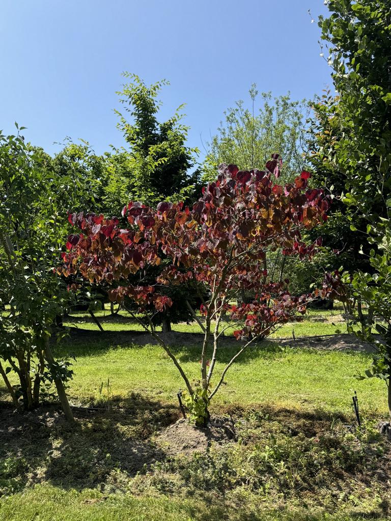 Cercis canadensis 'Forest Pansy'