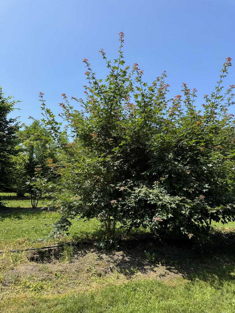 Acer zoeschense (x) 'Annae'