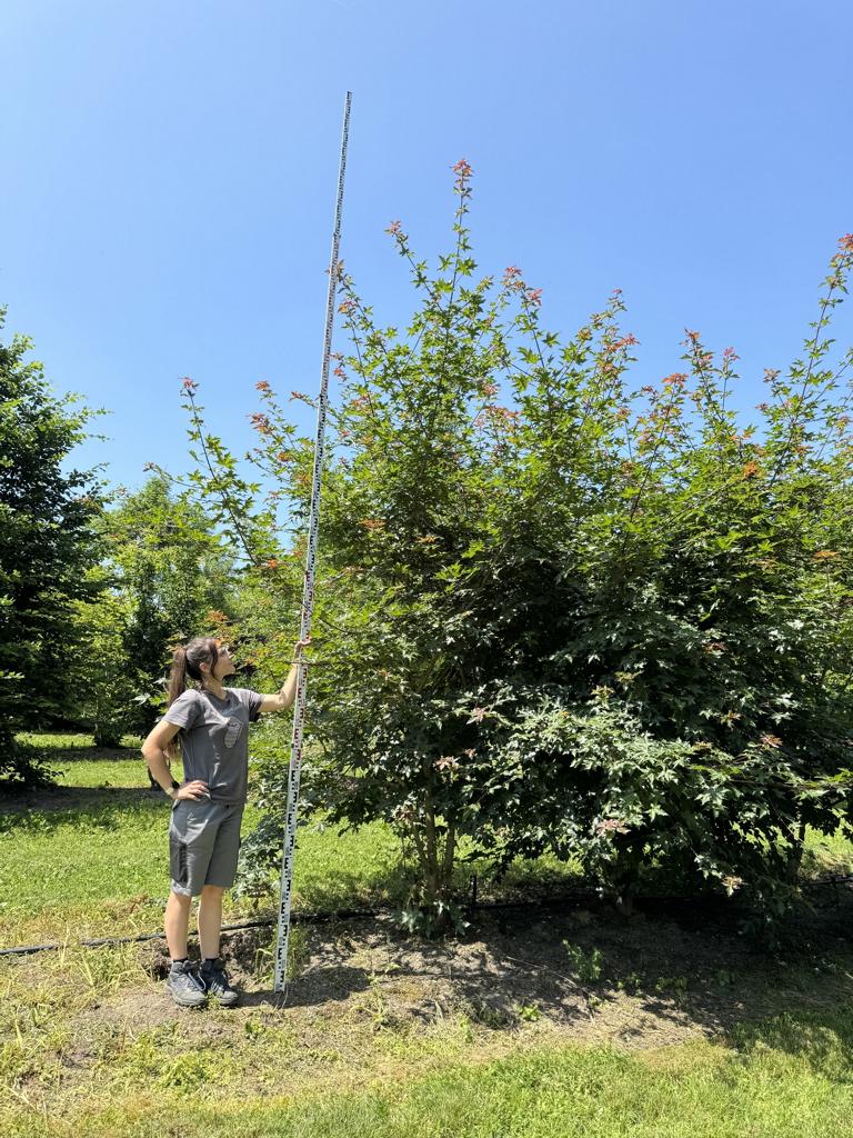 Acer zoeschense (x) 'Annae'