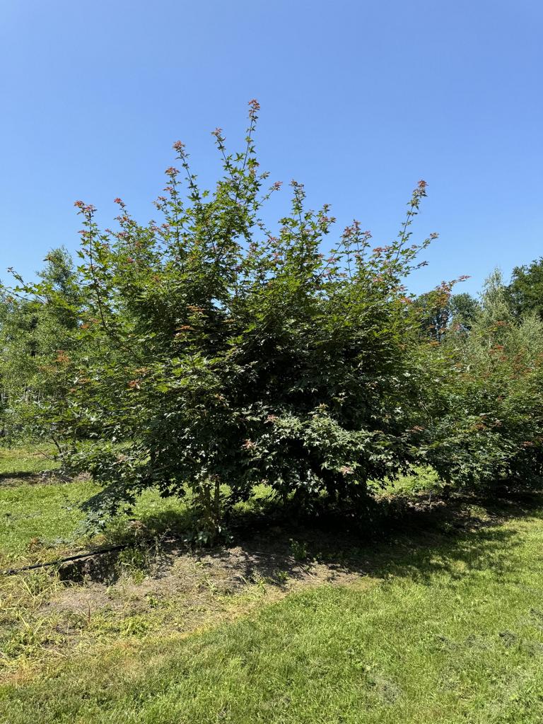 Acer zoeschense (x) 'Annae'