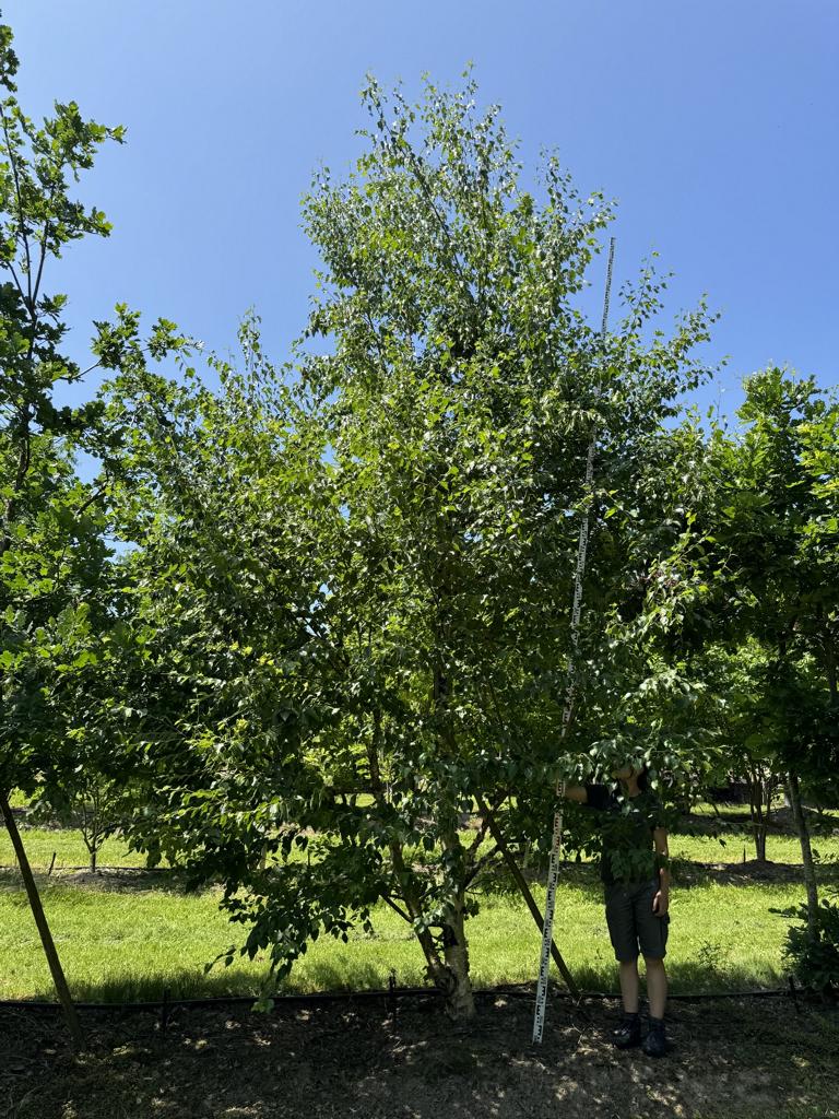 Betula nigra