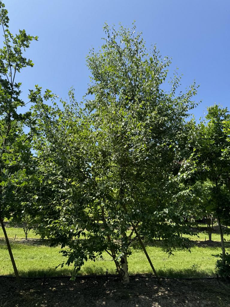 Betula nigra