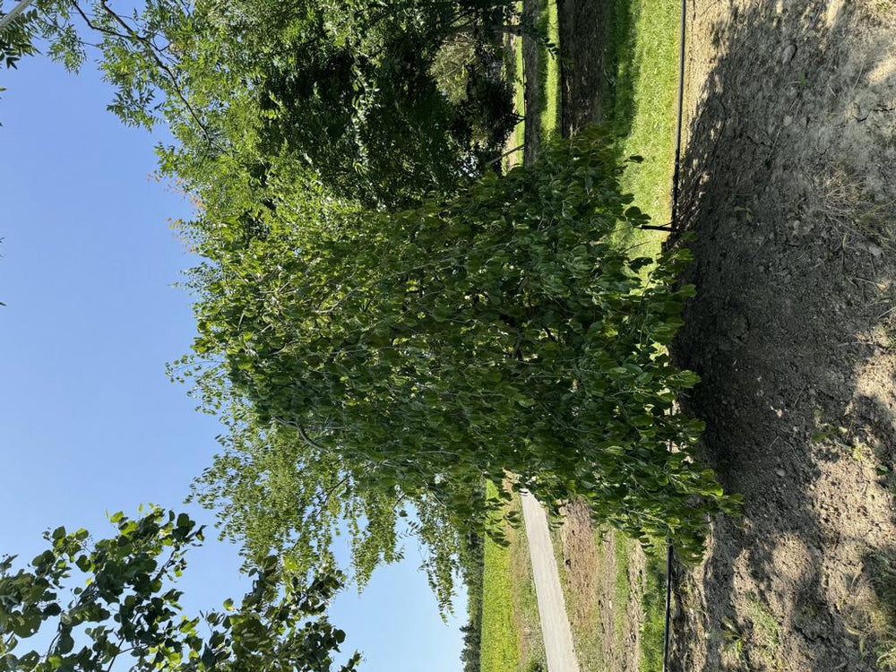Parrotia persica 'Pendula'