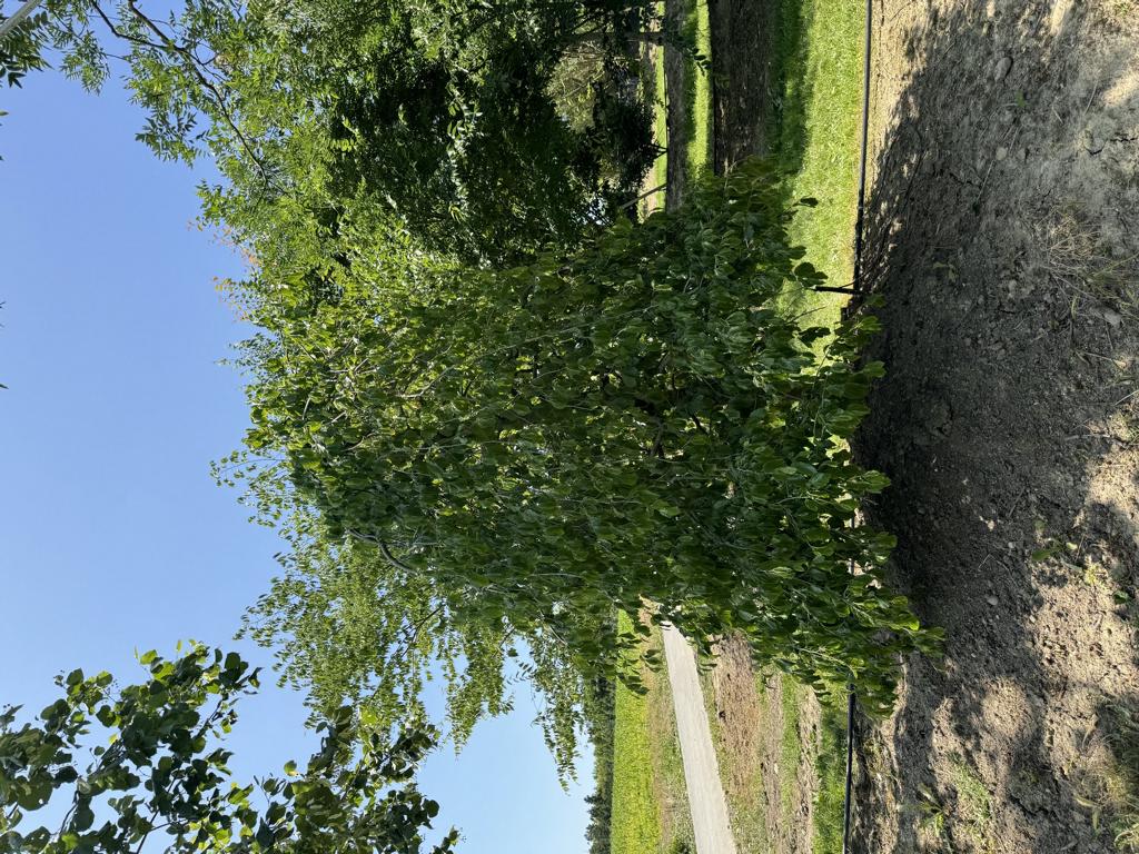 Parrotia persica 'Pendula'