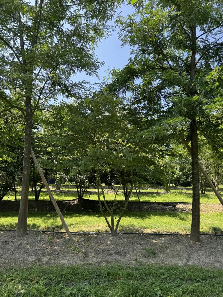 Zelkova serrata