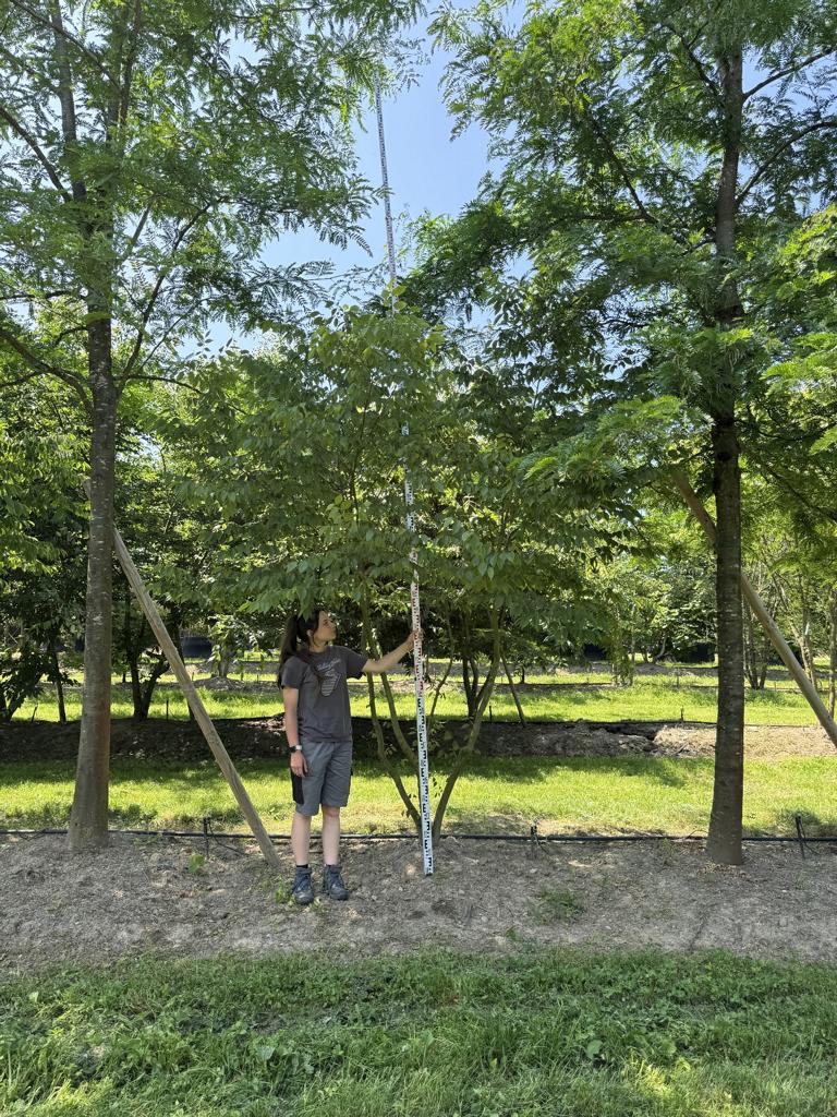 Zelkova serrata