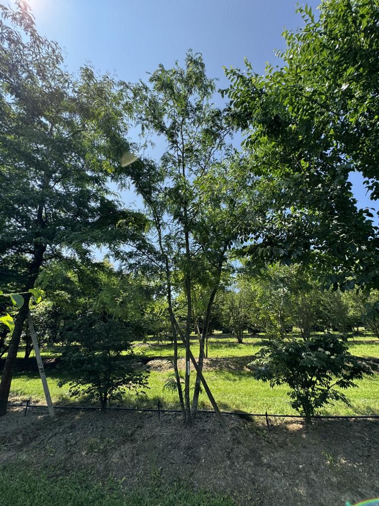 Gleditsia triacanthos f. inermis