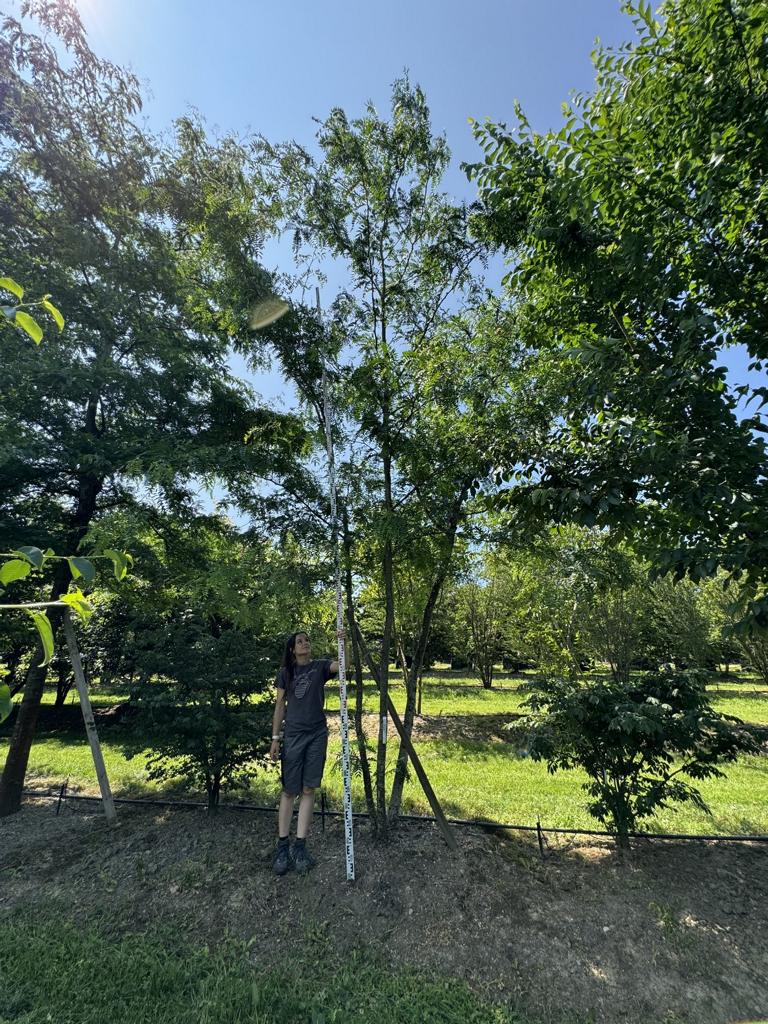 Gleditsia triacanthos f. inermis
