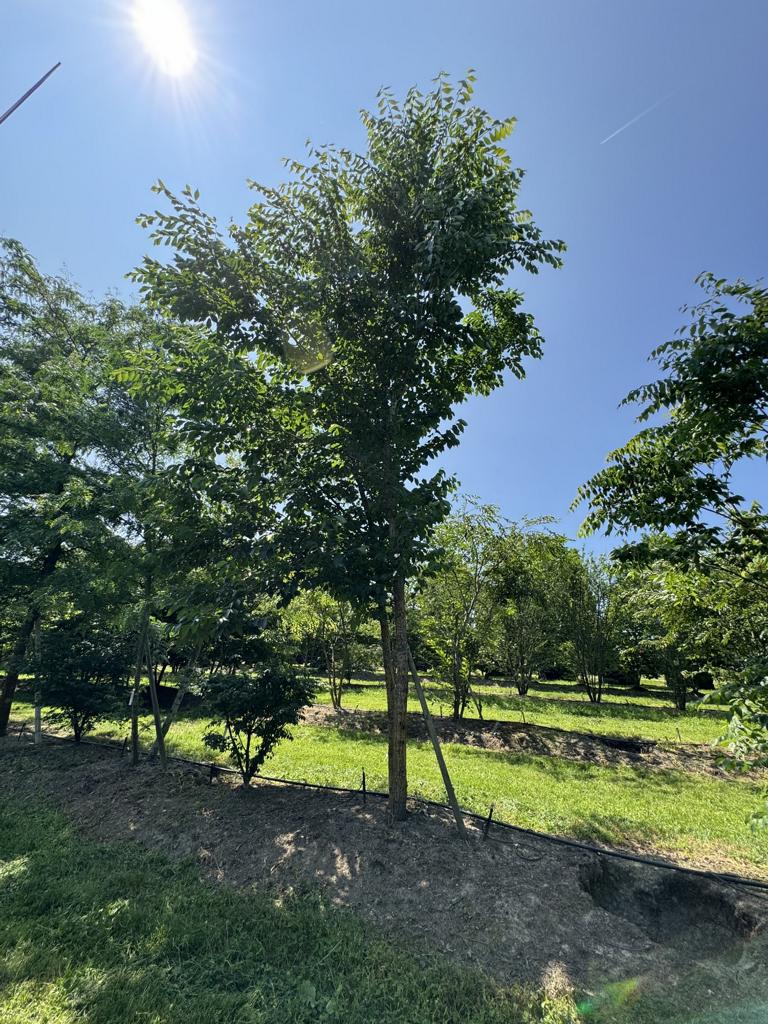 Zelkova serrata