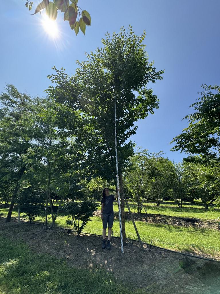 Zelkova serrata