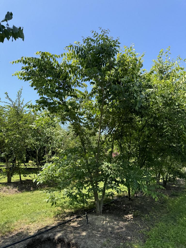 Zelkova serrata