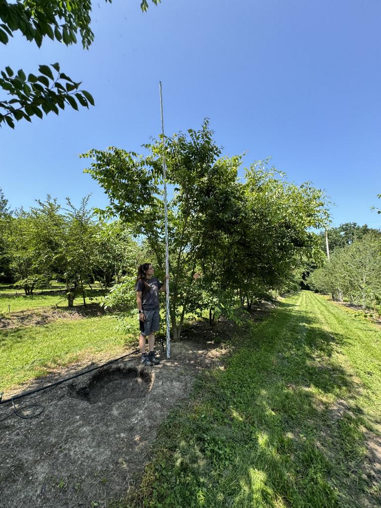 Zelkova serrata