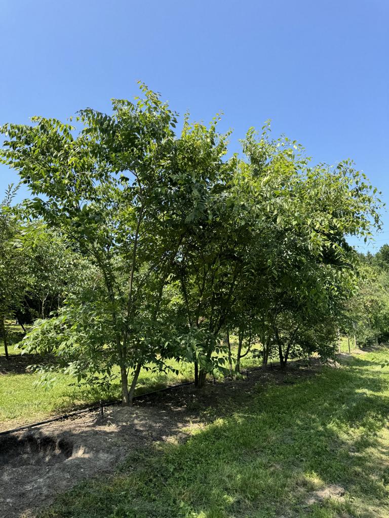 Zelkova serrata
