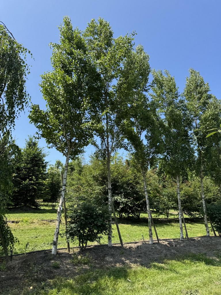 Betula pendula 'Fastigiata'