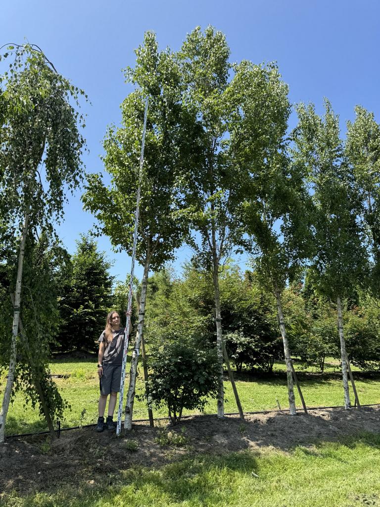 Betula pendula 'Fastigiata'