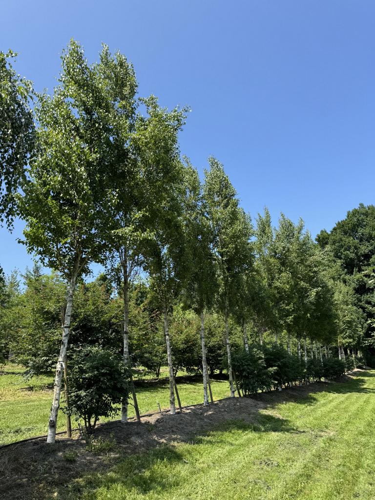 Betula pendula 'Fastigiata'