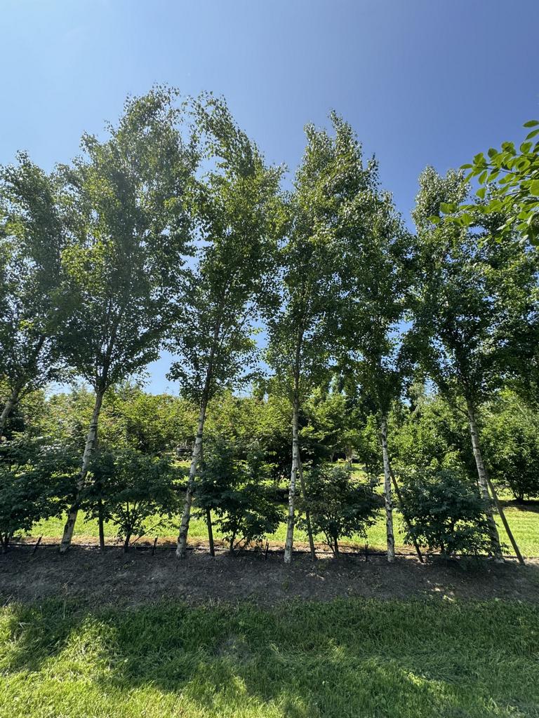 Betula pendula 'Fastigiata'